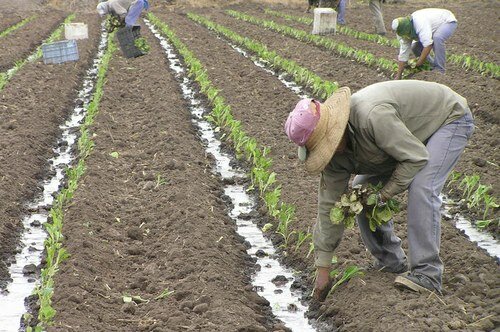 Trabajadores rurales, riesgos en condiciones de trabajo.