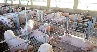 Invierten $ 20 M en una granja de producción porcina