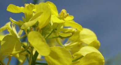 Investigadores crean a Delfina INTA, la primera mostaza Argentina