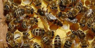 Exportan abejas reinas argentinas a Alemania